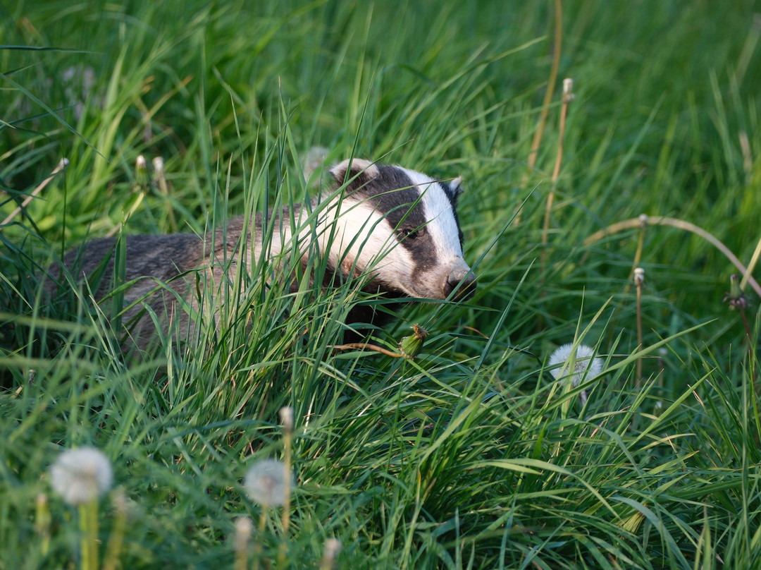 Badger Watch Dorset-Buckland Newton必去景点