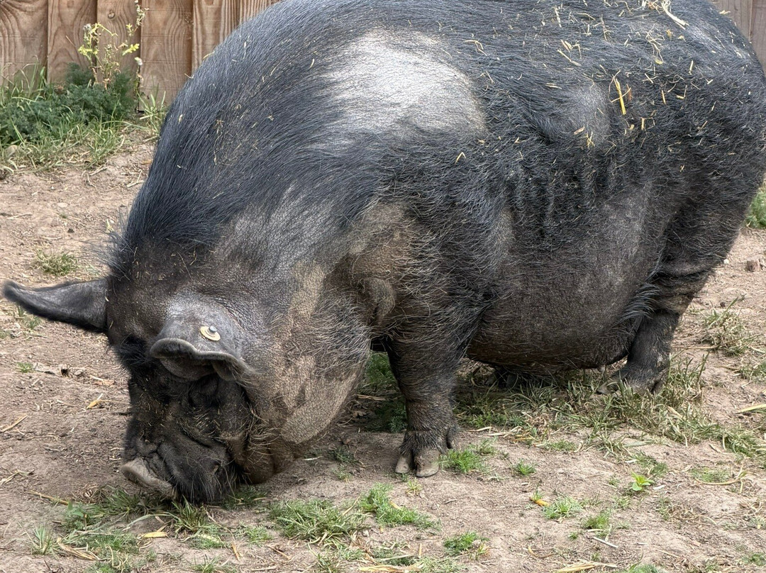 Hopefield Animal Sanctuary & Visitor Centre-布伦特伍德必去景点