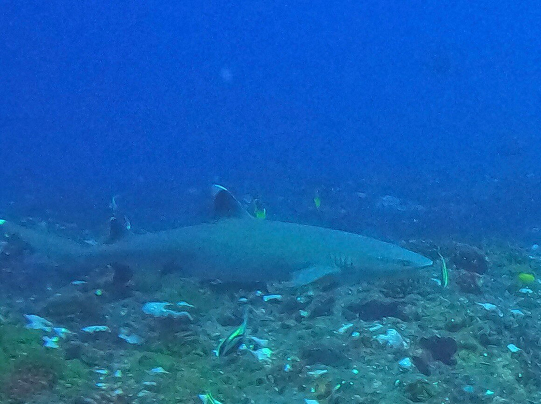 Raie Manta Club Rangiroa-阿瓦托鲁必去景点