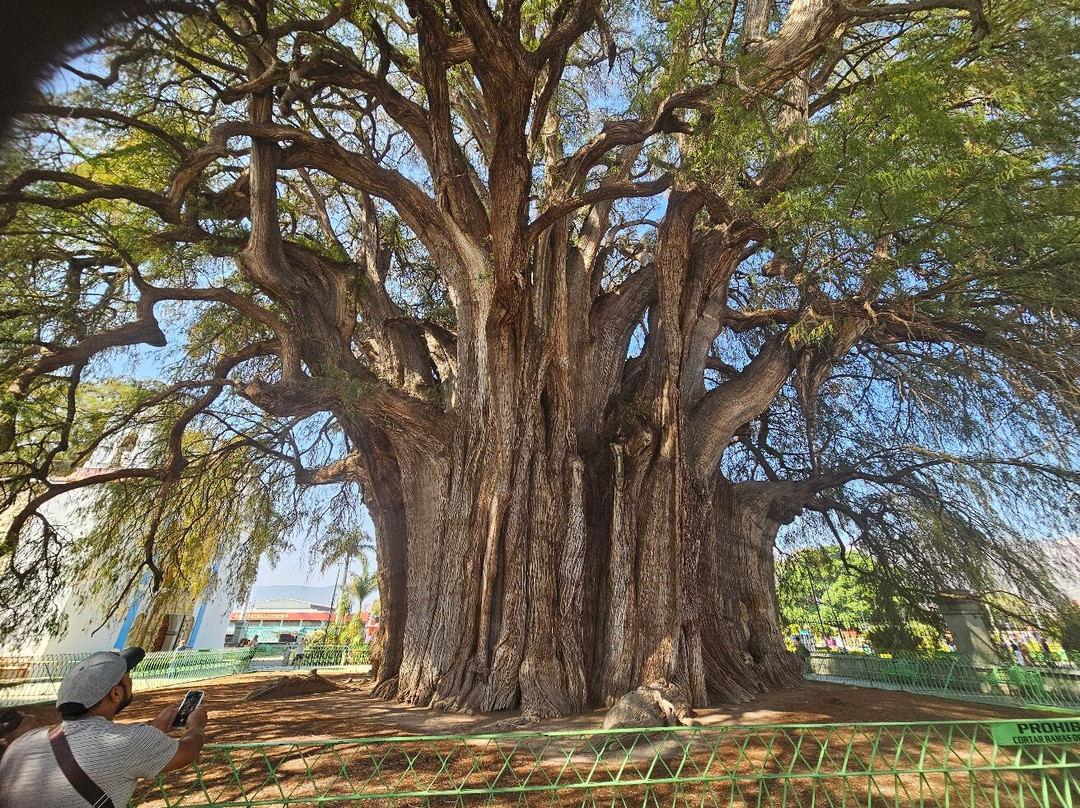 Tule Tree-Santa Maria del Tule必去景点