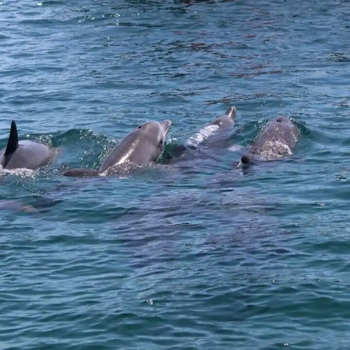 Kisite-Mpunguti Marine National Park and Reserve-Shimoni必去景点