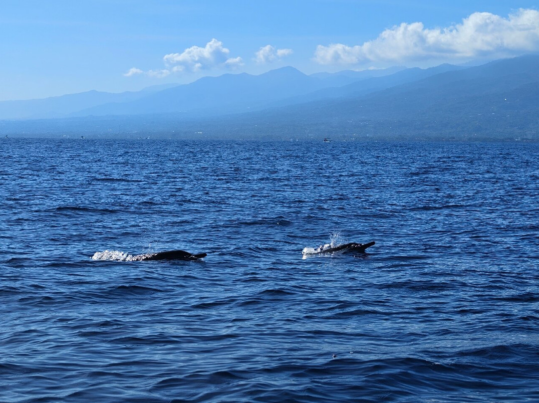 dolphin Lovina tours-罗威那海滩必去景点