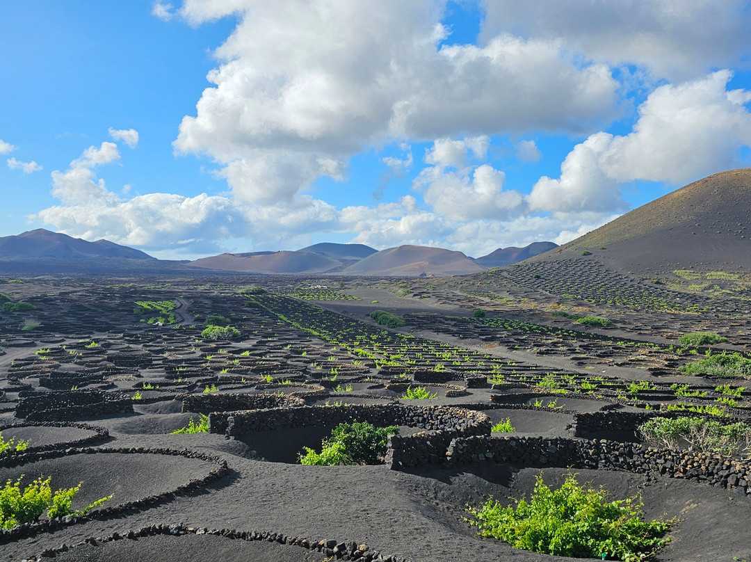 Wine Tours Lanzarote-卡门港必去景点