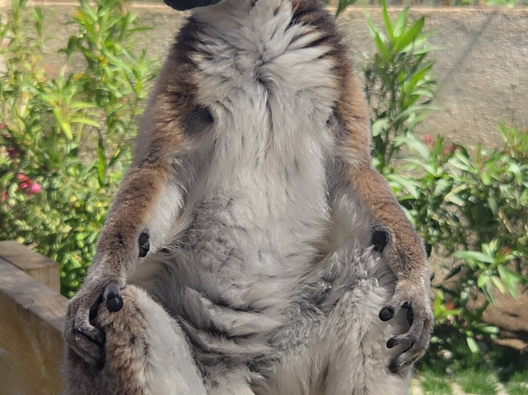 Farma of Rhodes Petting Zoo-罗德斯必去景点
