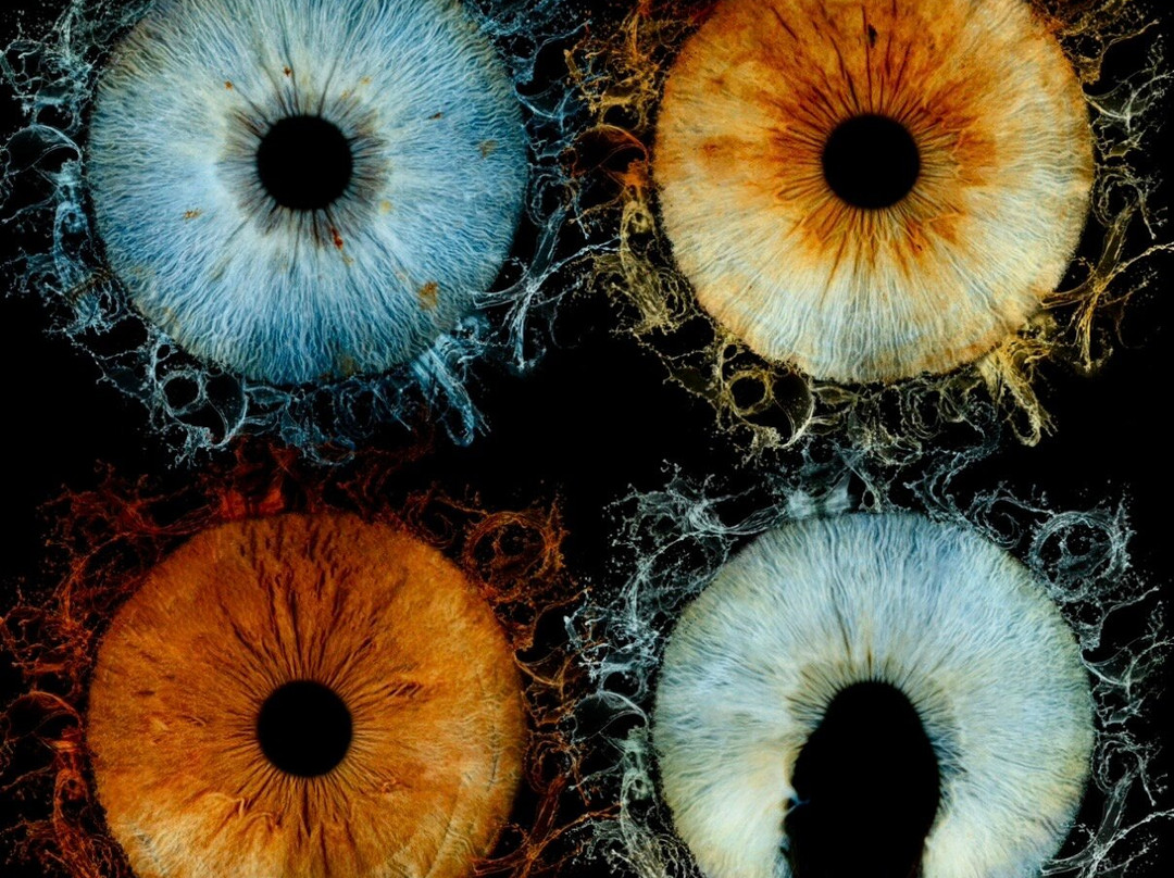 Iris Galerie Mall of the Netherlands