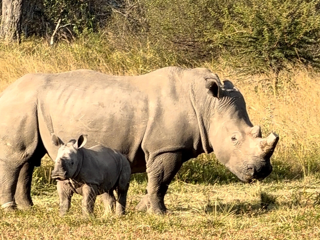 Imire: Rhino & Wildlife Conservation-韦扎必去景点