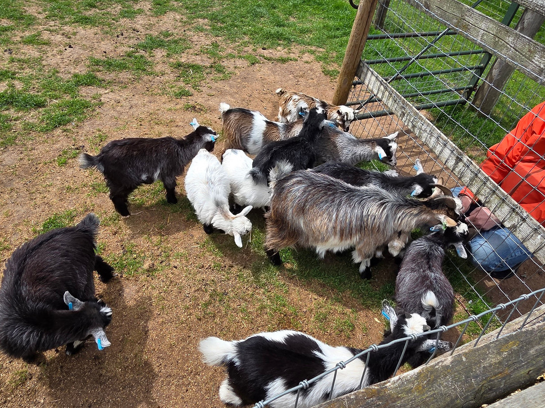 Small Breeds Farm Park-Kington必去景点