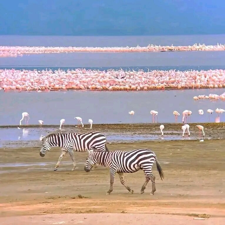 LAKE NAKURU NATIONAL PARK-纳库鲁湖国家公园必去景点