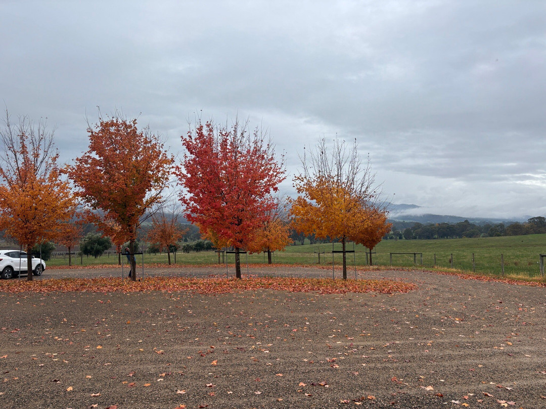 Gracebrook Vineyards-King Valley必去景点