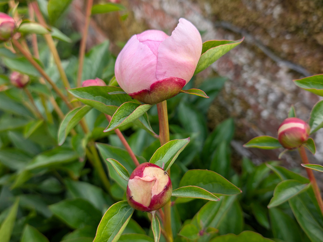 Smallhythe Place-Tenterden必去景点