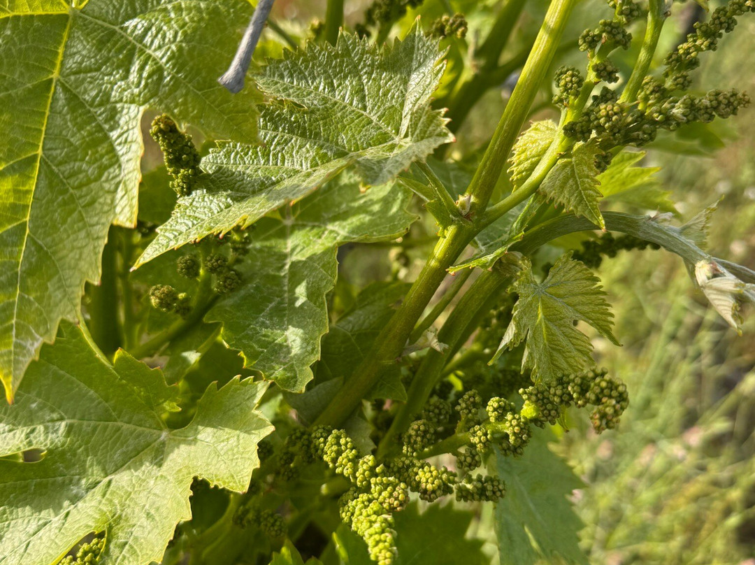Azienda Vinicola Barone di Villagrande e Cantine-Milo必去景点