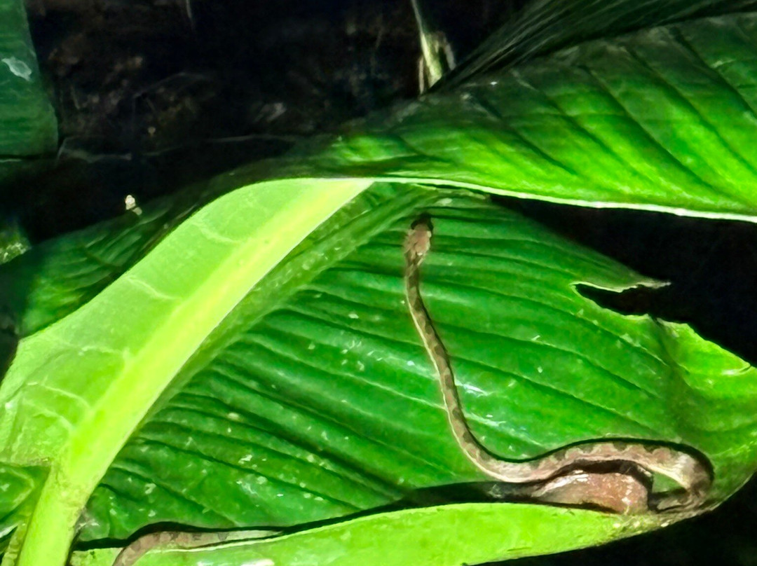 Arenal Oasis Wildlife Refuge-福德圣卡洛斯必去景点