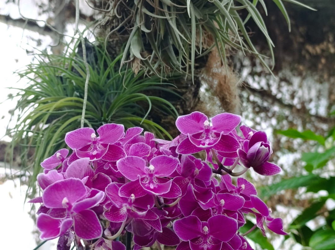 Orquidario de Estepona-埃斯特波纳必去景点