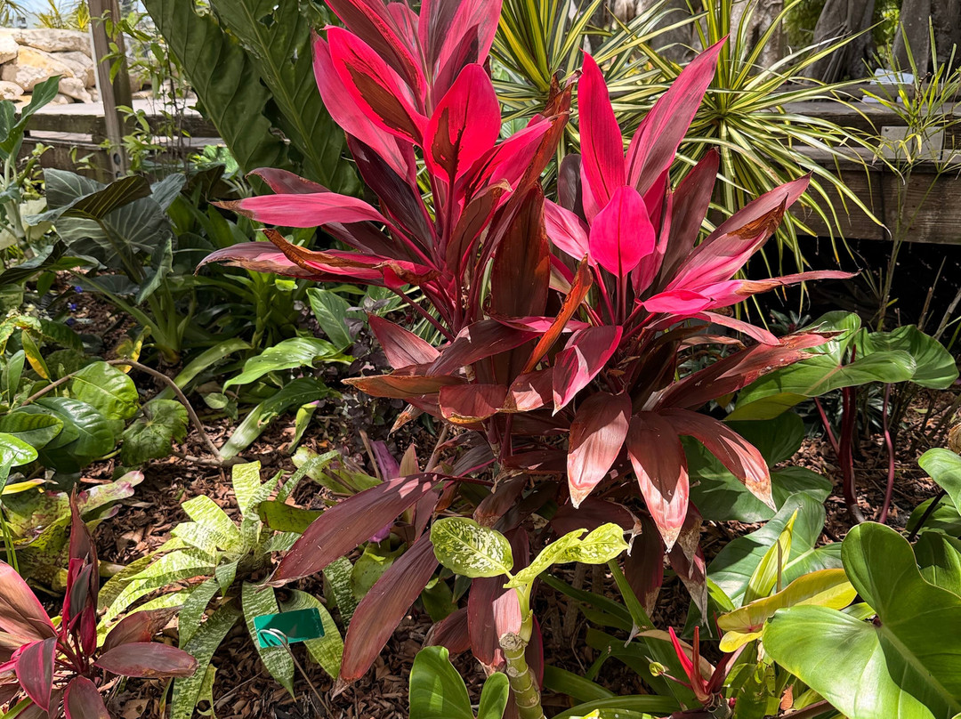 Marie Selby Botanical Gardens-萨拉索塔必去景点