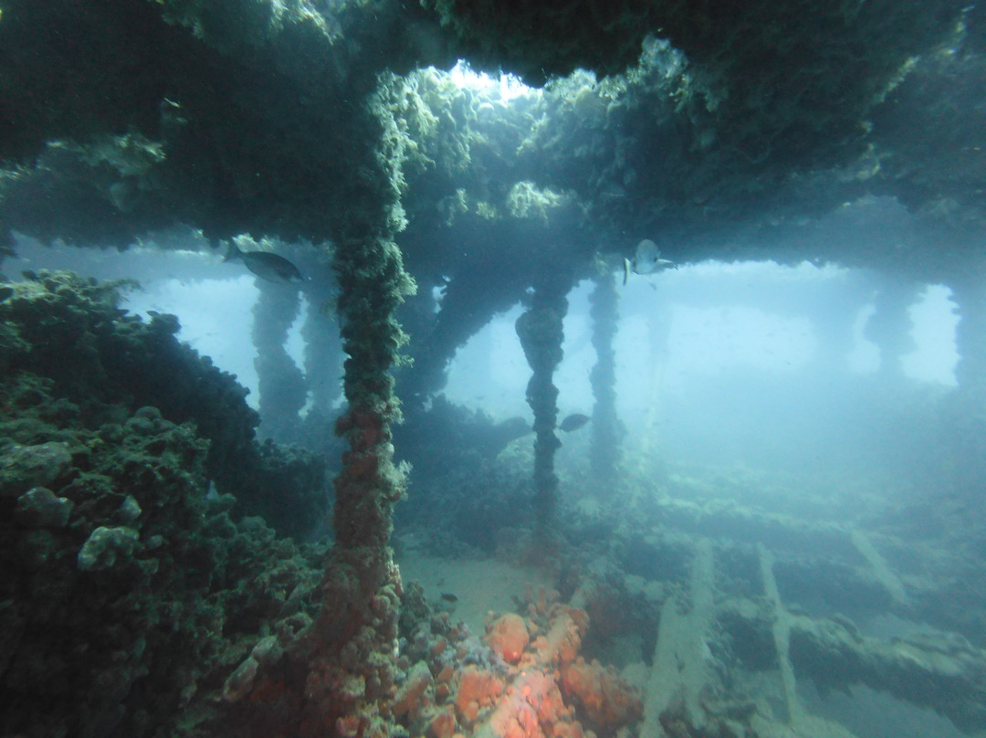 Starfish Diving Center-弗萨必去景点