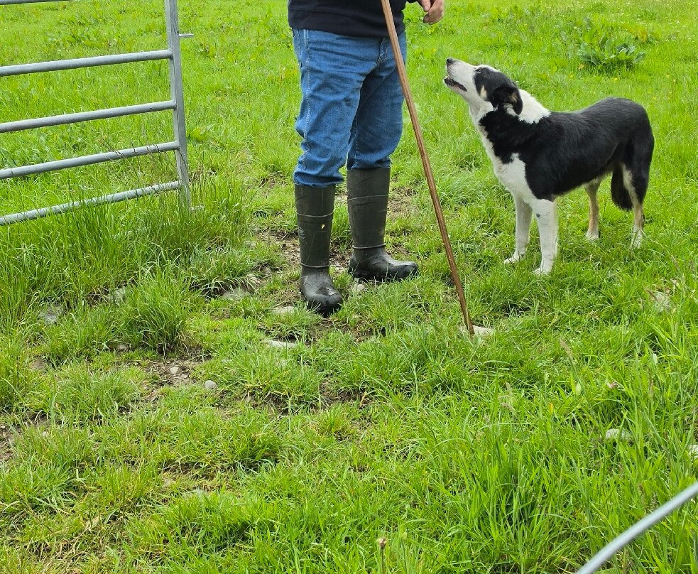 Glen Keen Farm-Derryheigh必去景点