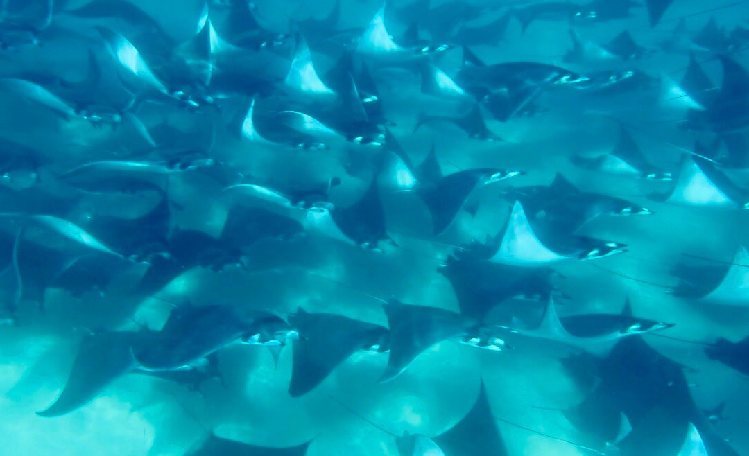 Baja Wild Encounters-La Ventana必去景点