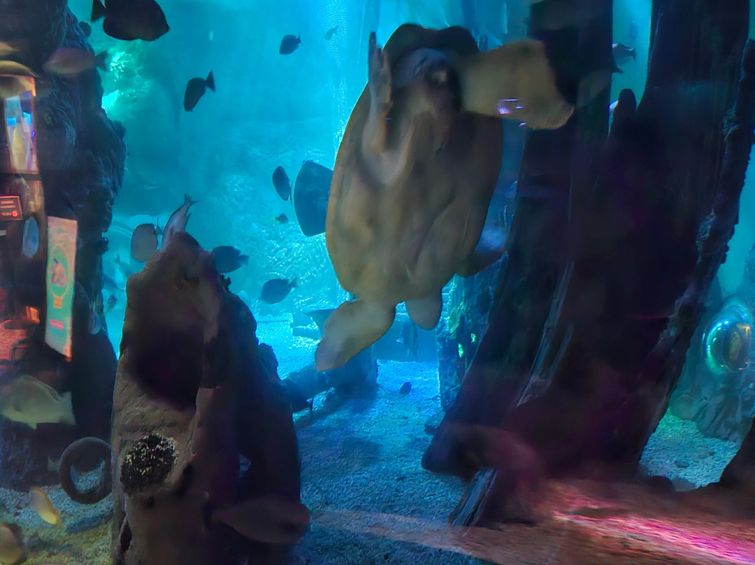 Sea Life Blankenberge-布朗肯堡必去景点