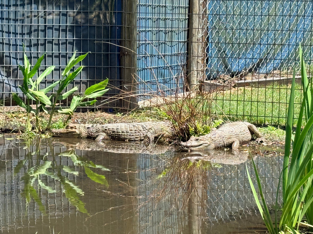 Scales Tails and Teeth Wildlife Park