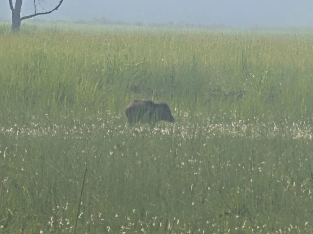Kishanpur Wildlife Sanctuary-Bhira必去景点