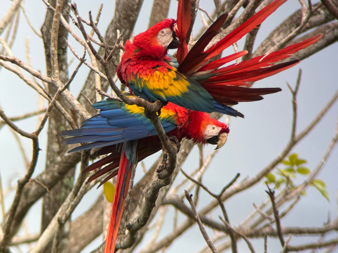 Birding Experiences-福德圣卡洛斯必去景点