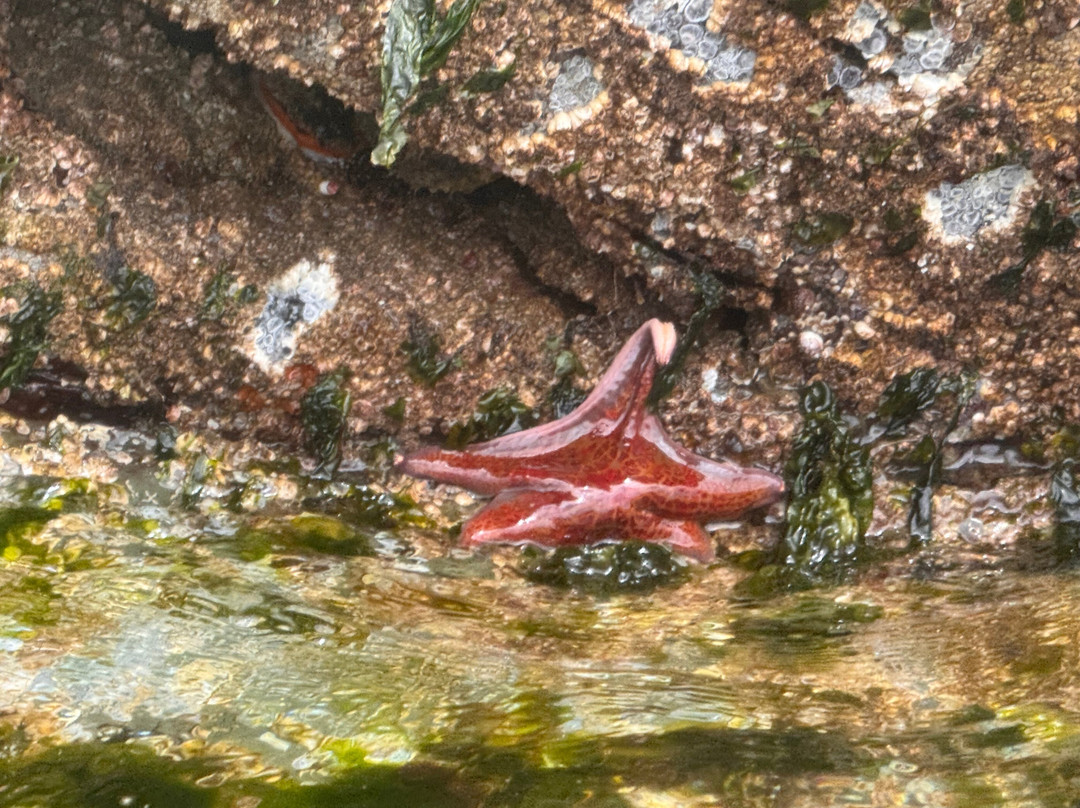 Dog Mermaid Eco Excursions, Kayak Rentals & Retreats-Pender Island必去景点