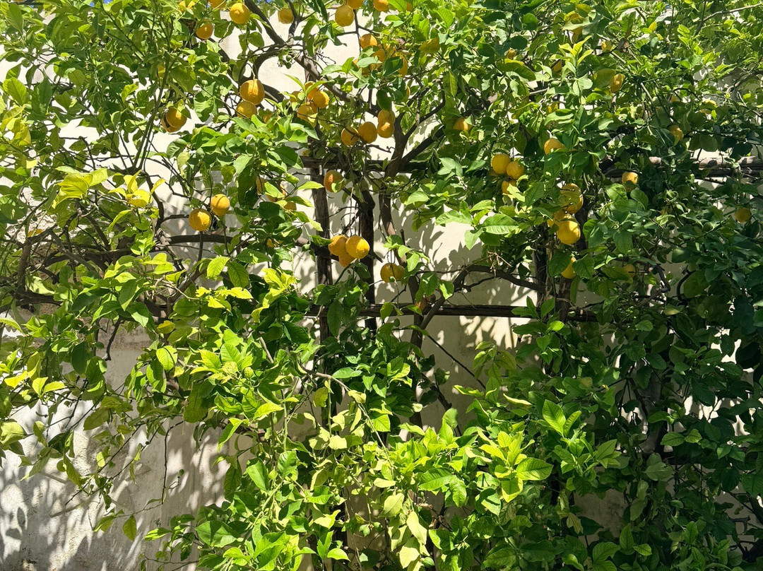 Giardino della Minerva-萨勒诺必去景点