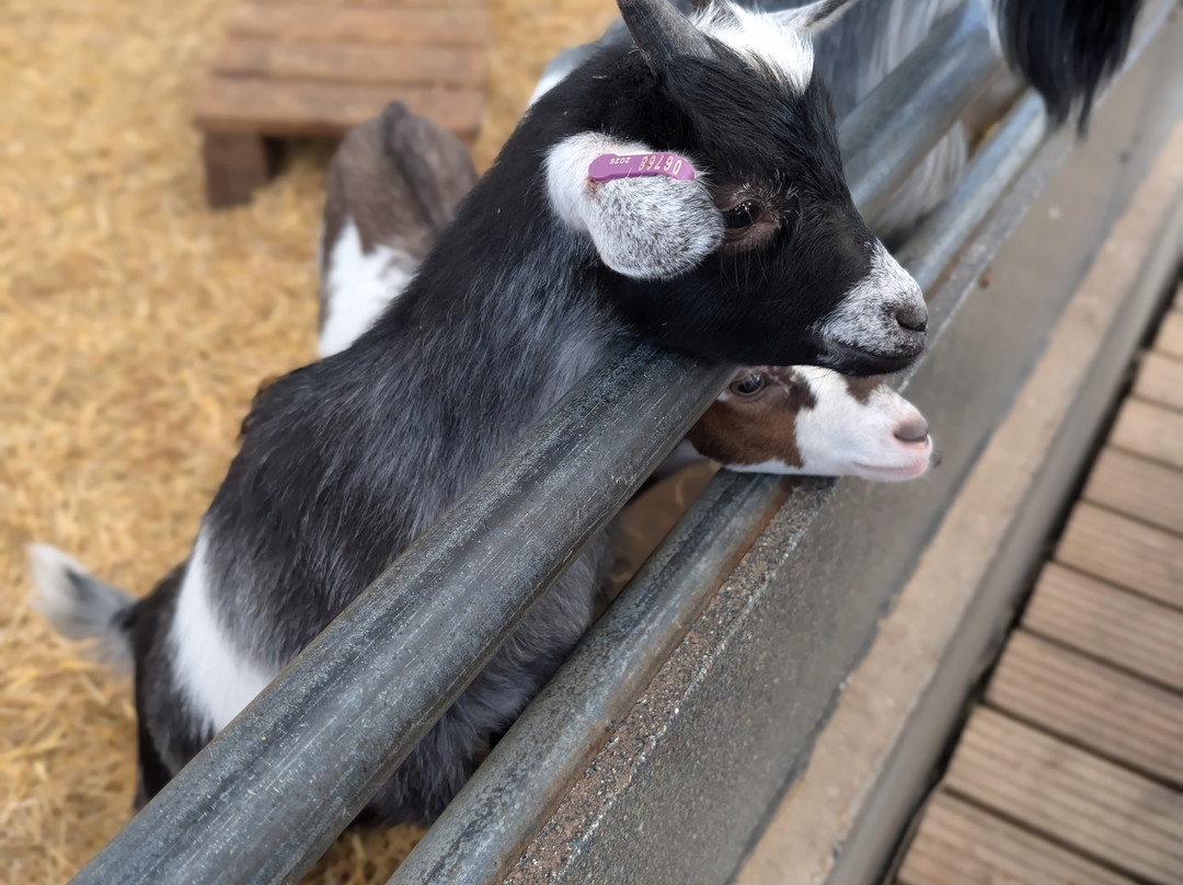 National Forest Adventure Farm-Tatenhill必去景点