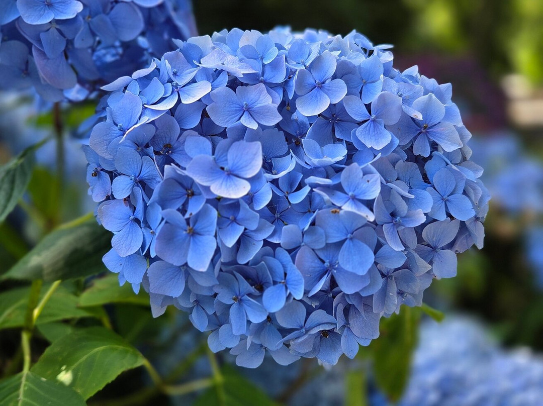 Circuit des Hortensias-Ploermel必去景点