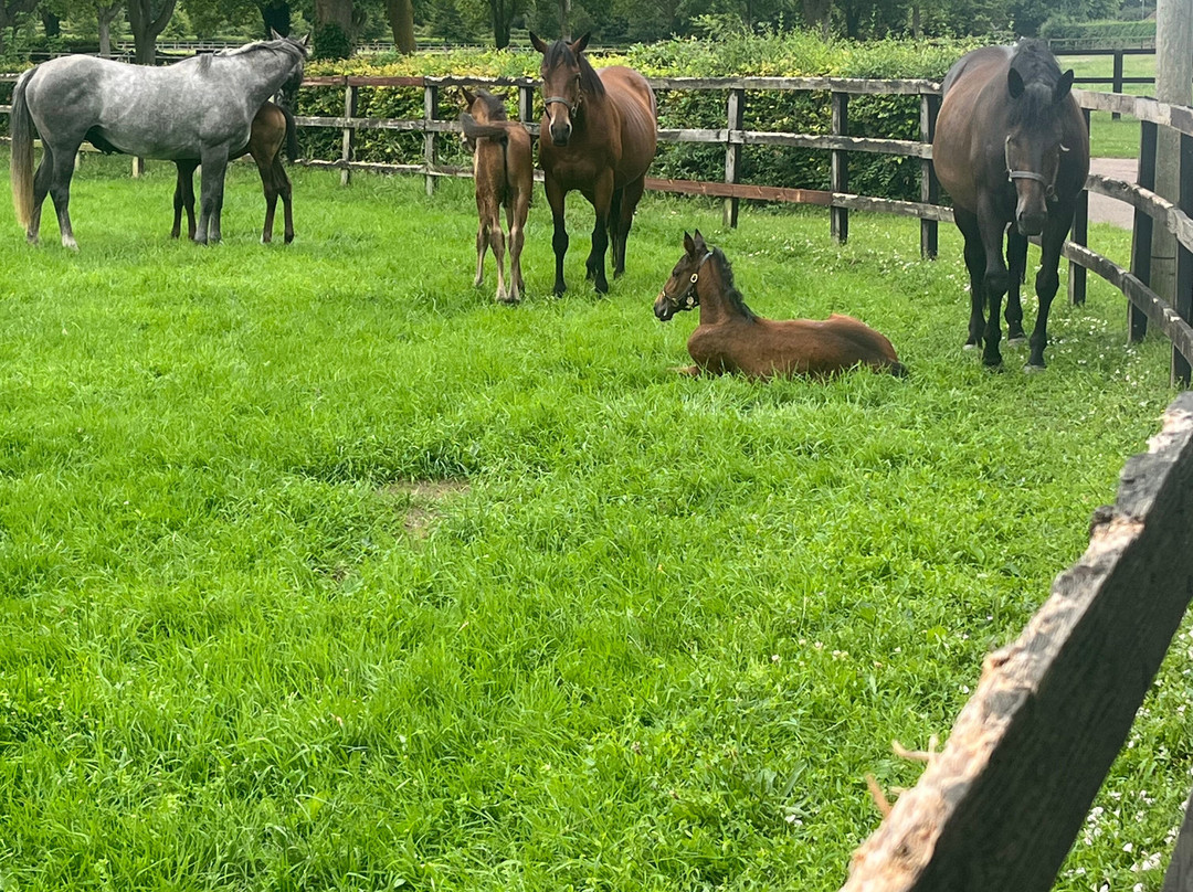 Discover Newmarket Tours-纽马克特必去景点