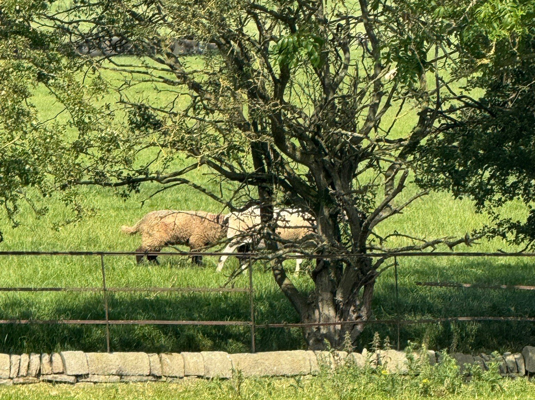 Cannon Hall Farm-Cawthorne必去景点