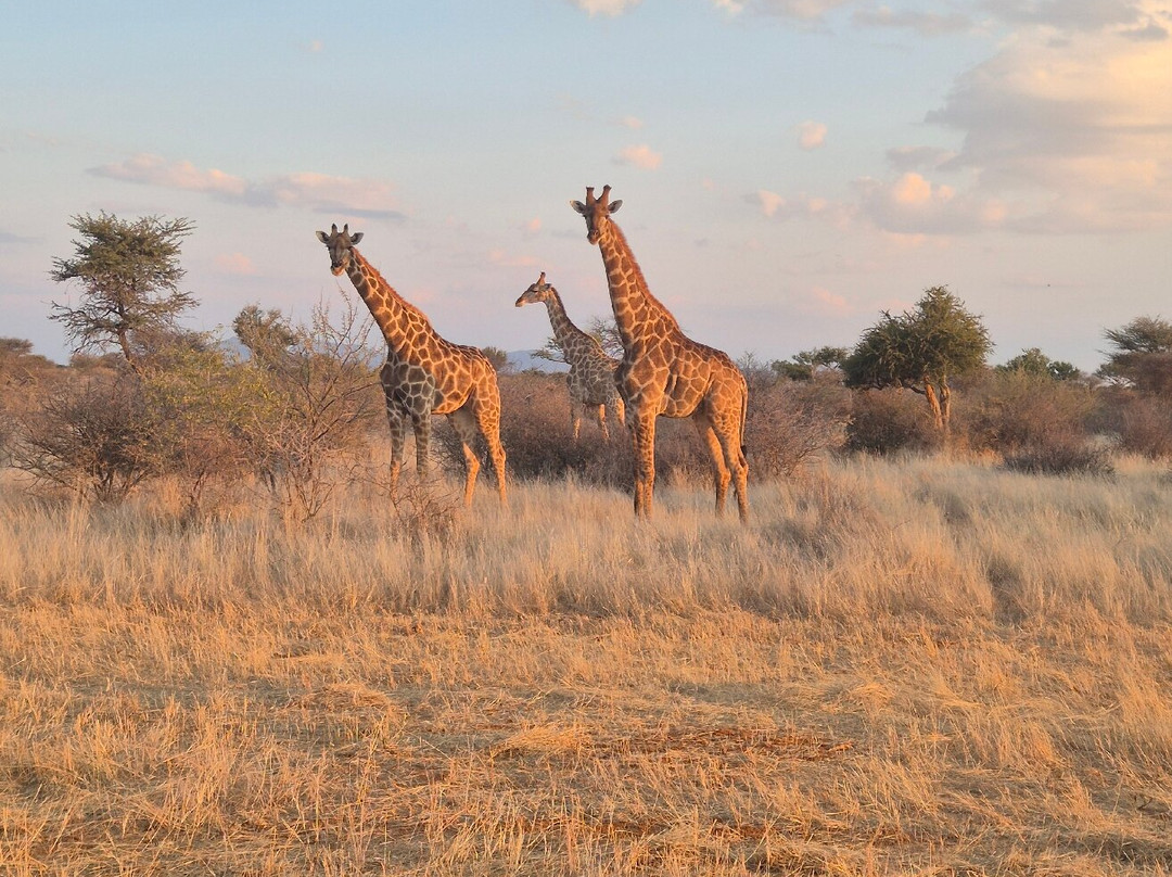 Avenir Safari Group