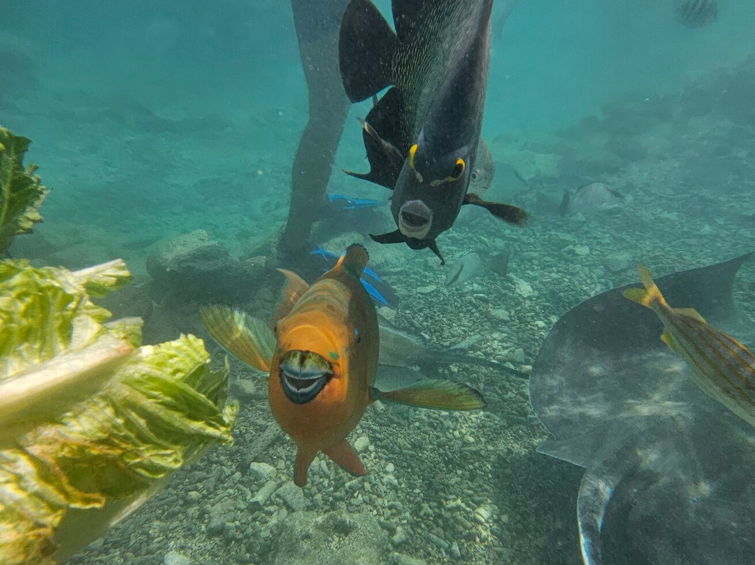 Curaçao Sea Aquarium-威廉斯塔德必去景点