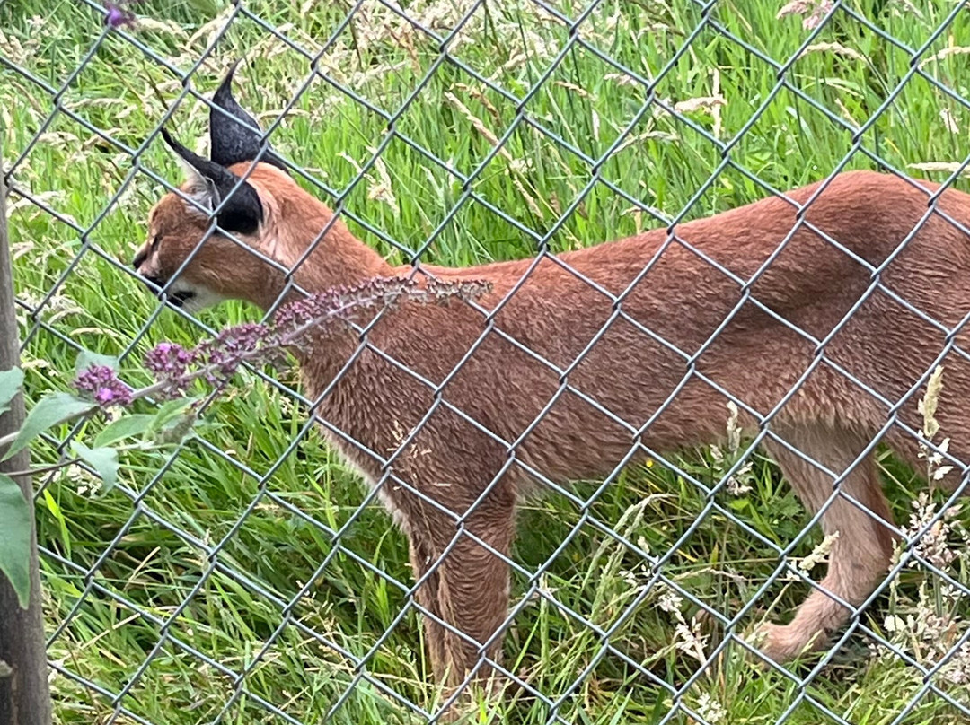 Exmoor Zoo-巴恩斯特珀尔必去景点