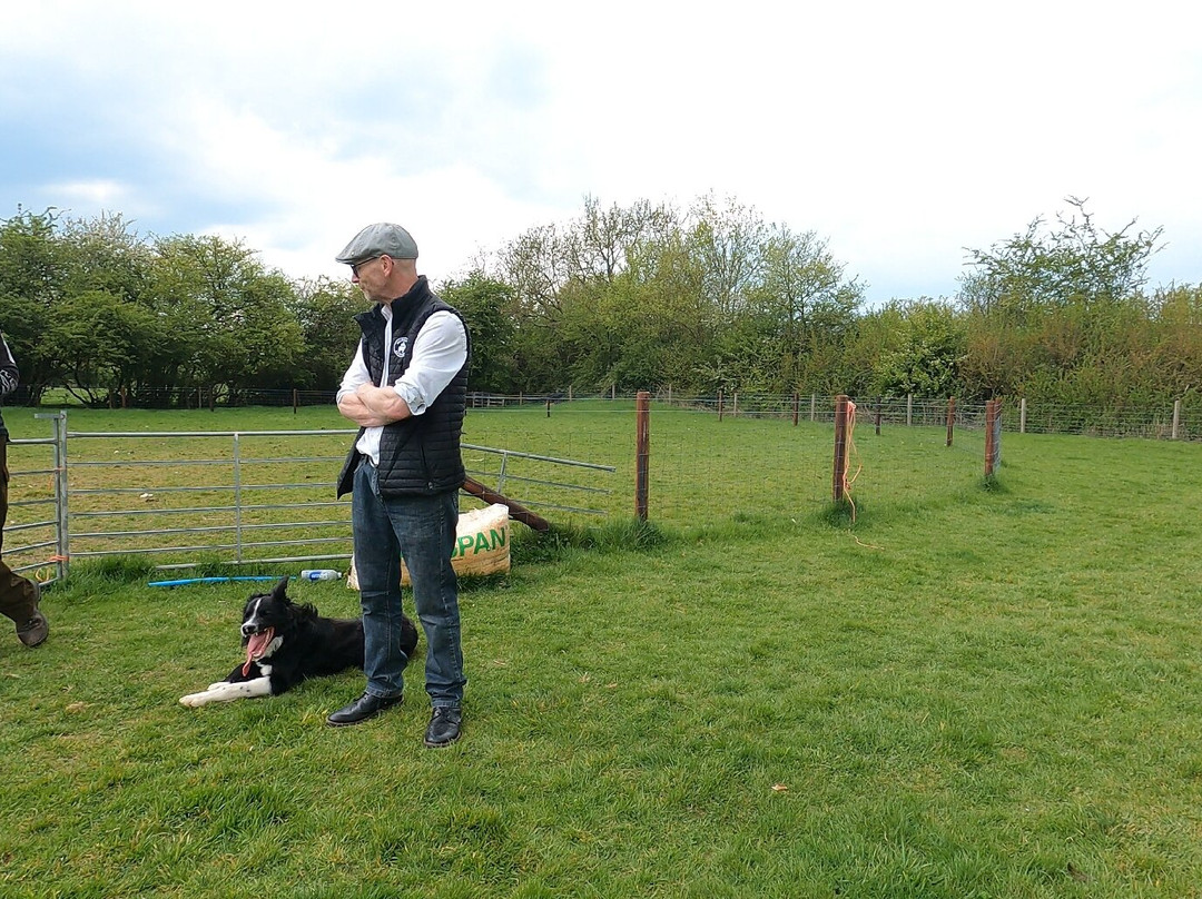 Nij Vyas Sheepdog Experience-East Norton必去景点