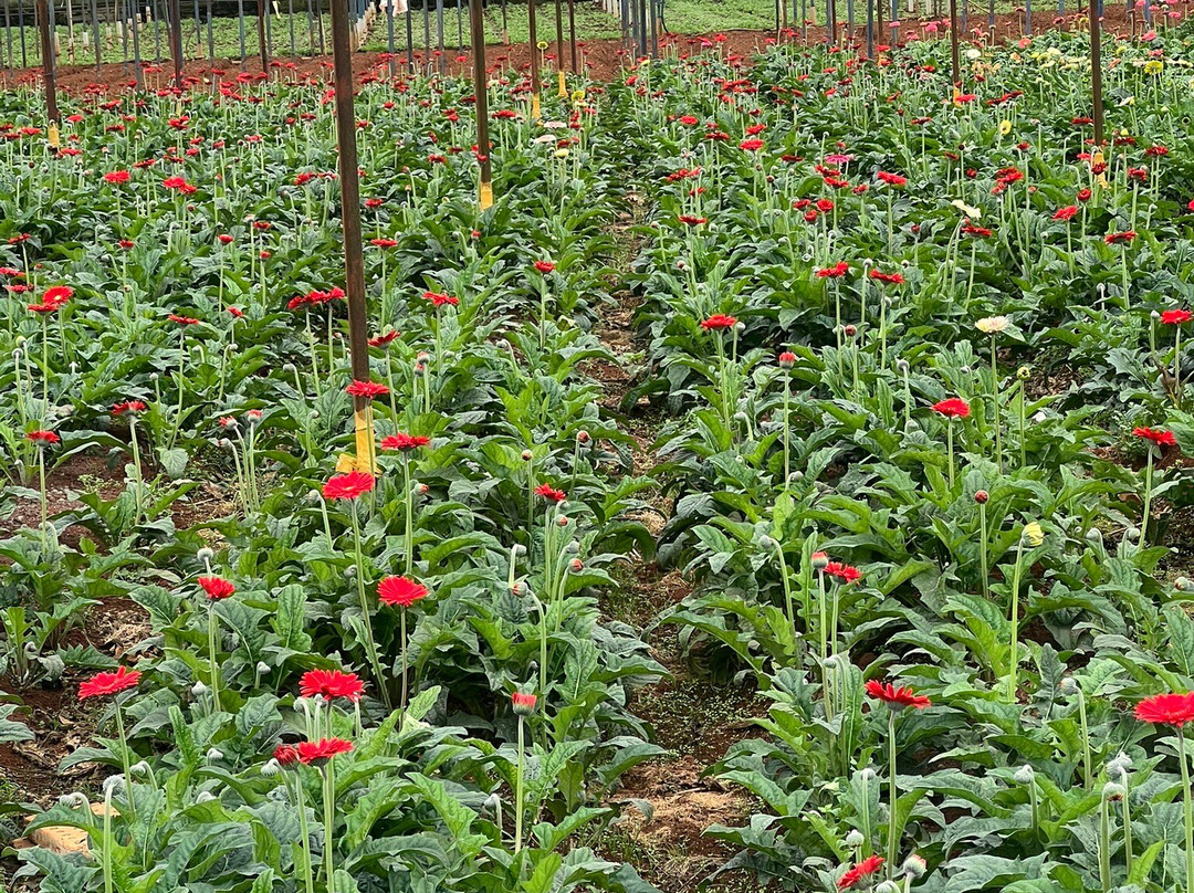 Mr. Peace's Tour Dalat-大勒必去景点