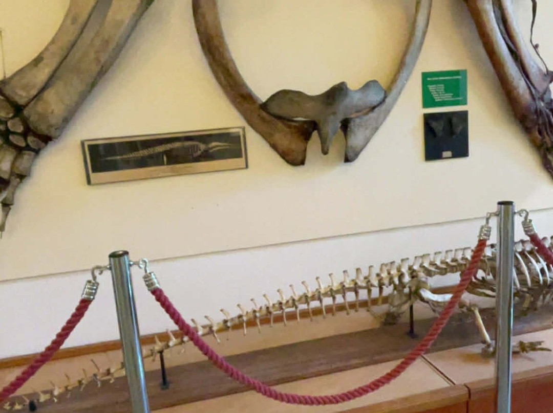 University of Aberdeen Zoology Museum-阿伯丁必去景点