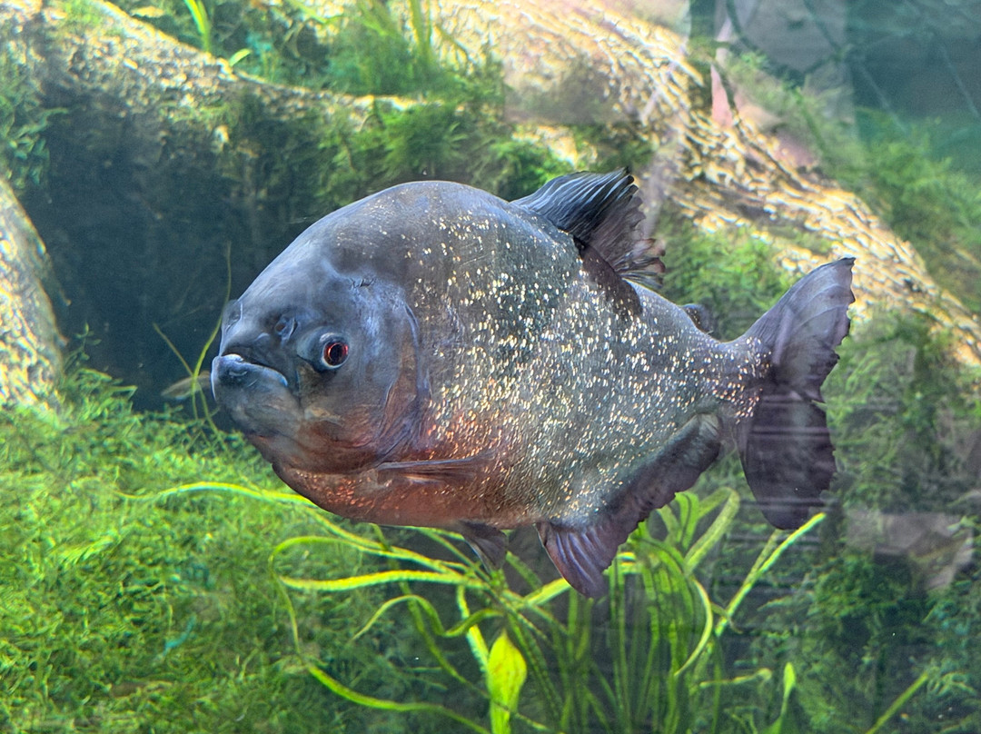 Aquarium La Rochelle-拉罗谢尔必去景点