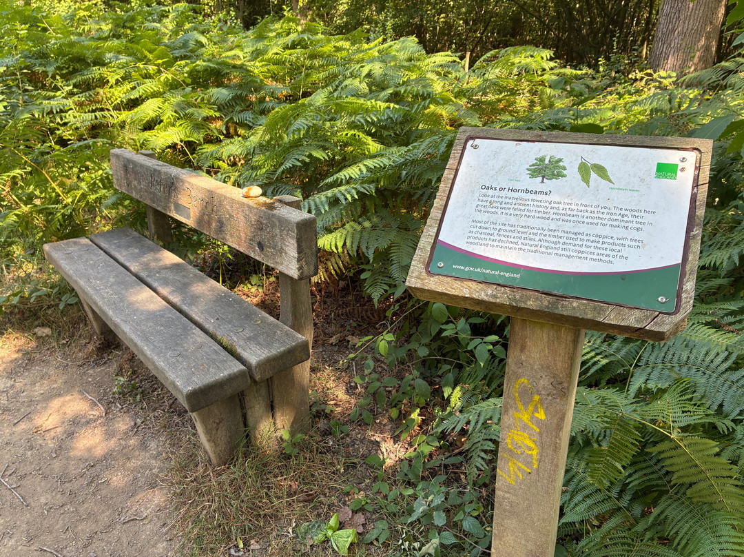 Hamstreet Woods National Nature Reserve-Hamstreet必去景点