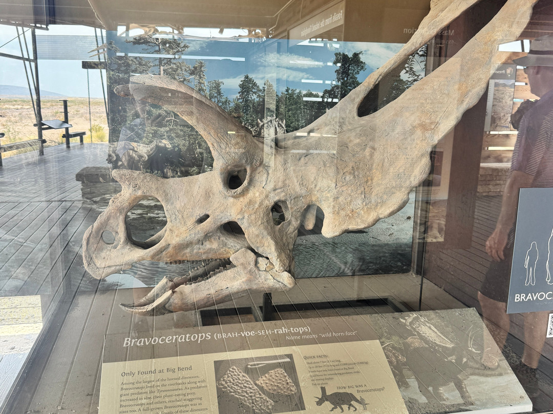 Big Bend National Park - Fossil Bone Exhibit-大弯国家公园必去景点