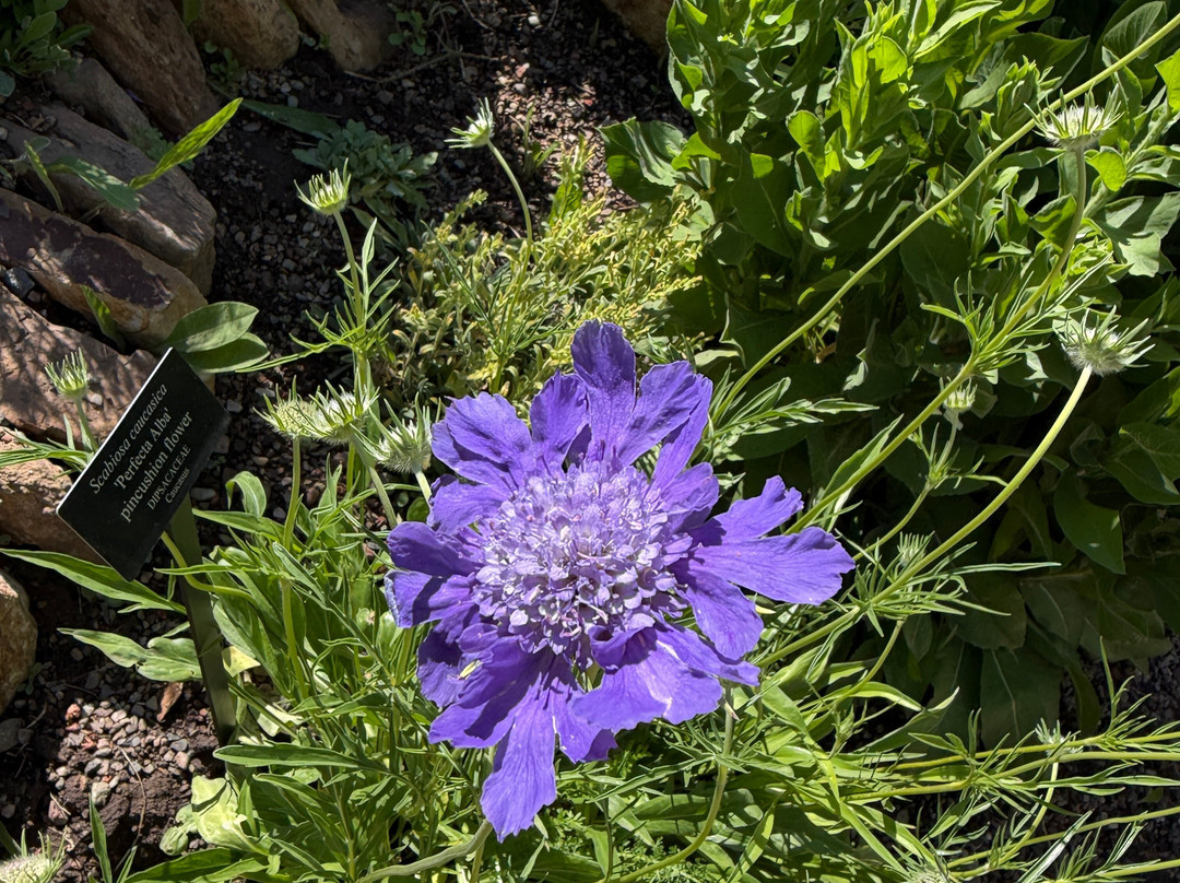 Betty Ford Alpine Gardens-韦尔必去景点