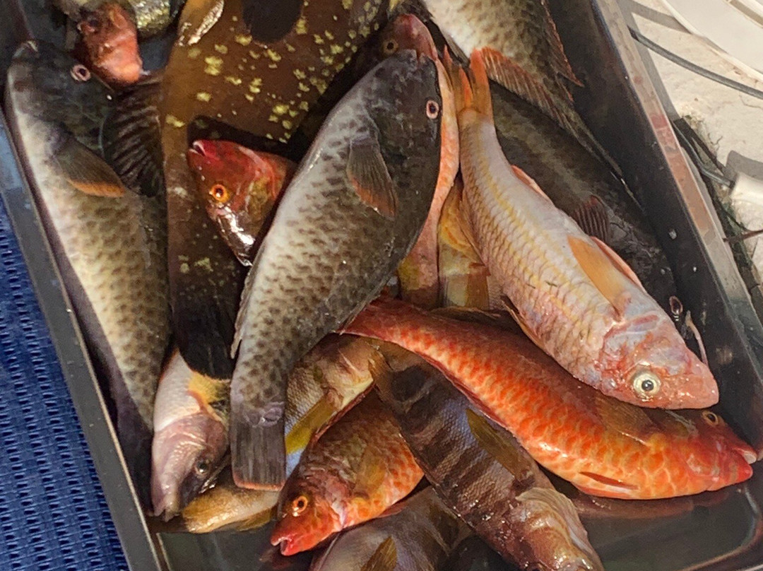 Redfish-马尔萨拉必去景点