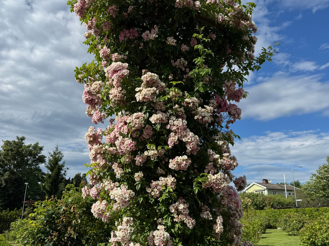 Rosenlunds Rosarium-延雪平必去景点
