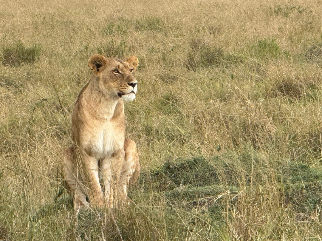 Garibaldi Safari Kenya-瓦塔木必去景点