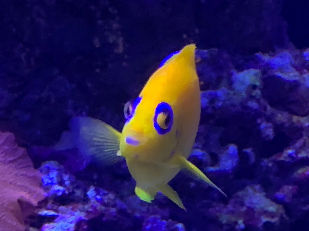 SeaLife Aquarium-卡斯泰尔诺沃德尔加尔达必去景点
