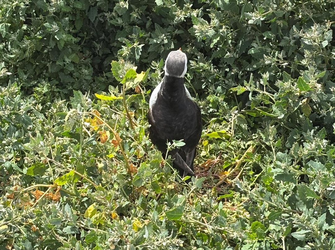 Serenity Farne Island Boat Tours-Seahouses必去景点