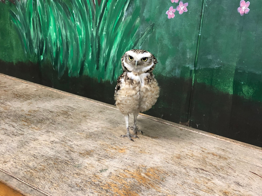 Gauntlet Birds Of Prey-纳茨福德必去景点
