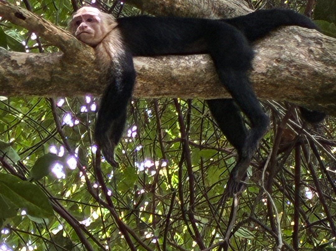 Manuel Antonio National Park-哥斯达黎加安东尼奥国家公园必去景点