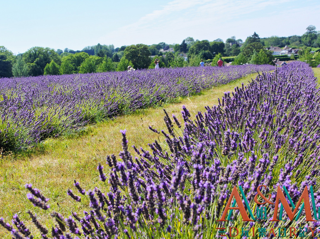 Mayfield Lavender Farm-Banstead必去景点