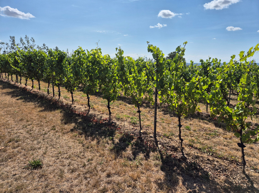Missing Gate Vineyard-Woodham Ferrers必去景点